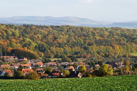 Blick vom Panoramaweg über den herbstlichen Wald auf den Steinberg