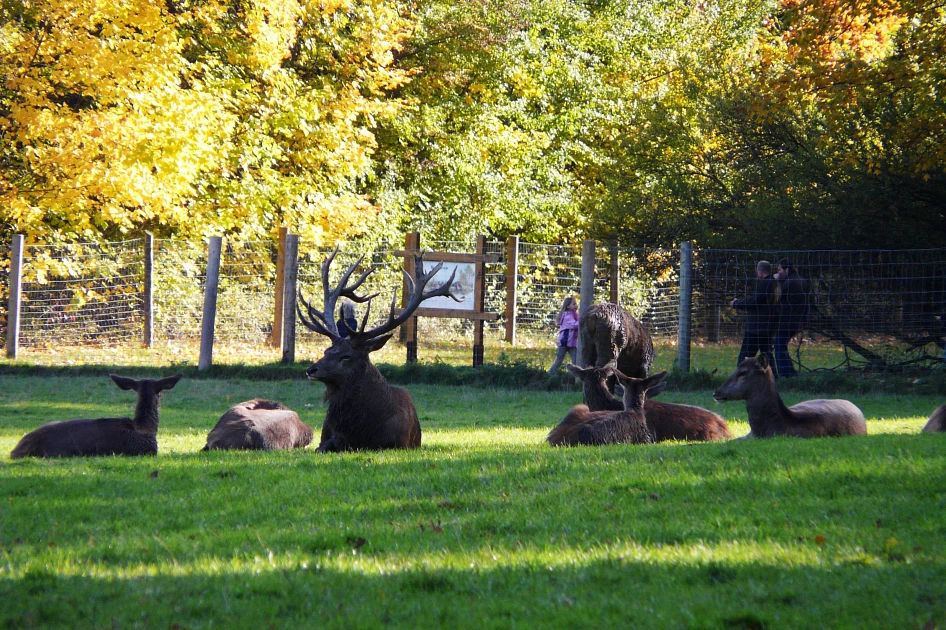 Rotwild im Wildgatter © A. Botterbrod