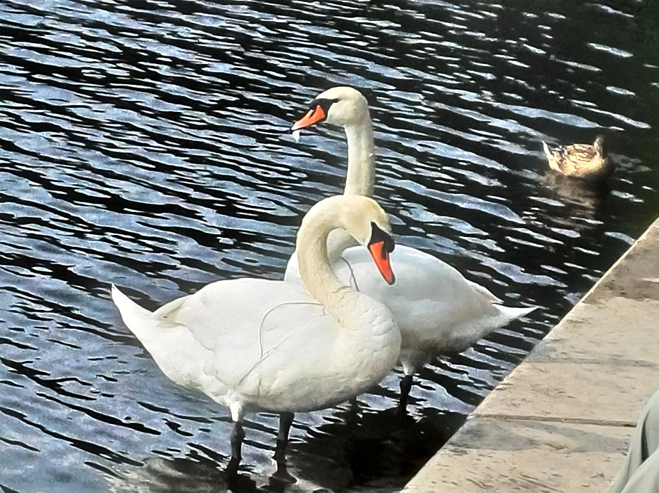zwei Schwäne sitzen vor den Stufen am Hohnsensee&nbsp;&copy;&nbsp;Stadt Hildesheim Bertram