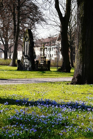 Scillablüte auf dem Marienfriedhof