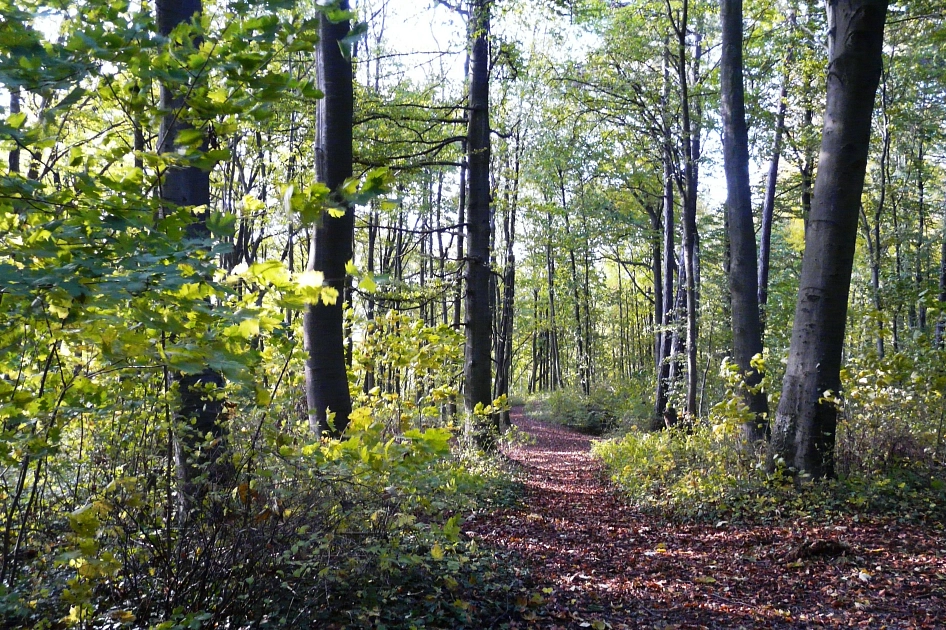 Weg im Hildesheimer Wald © A. Botterbrod